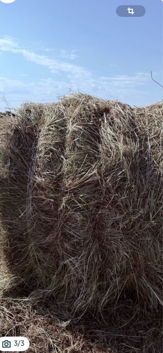 Продам горох кормовой