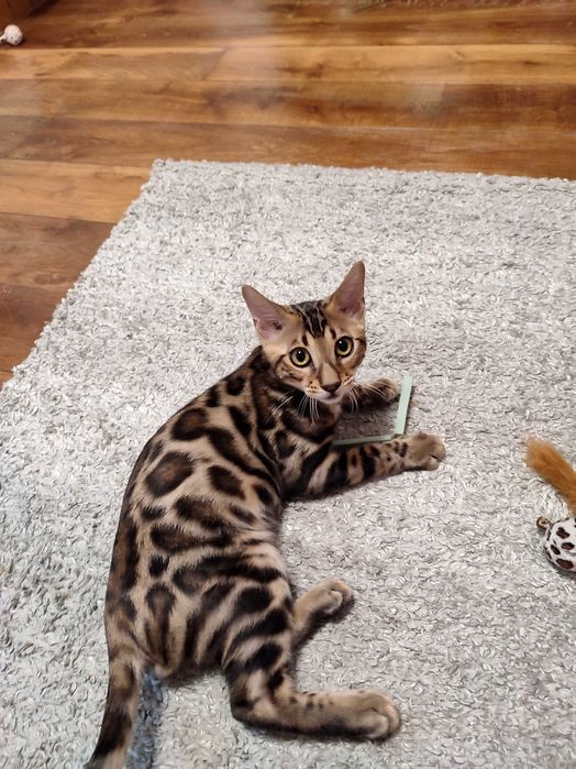 bengal cu pedigree,felisa autorizata