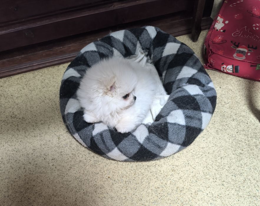 Померан мини момче