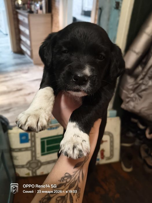 Щенки спаниеля месячные