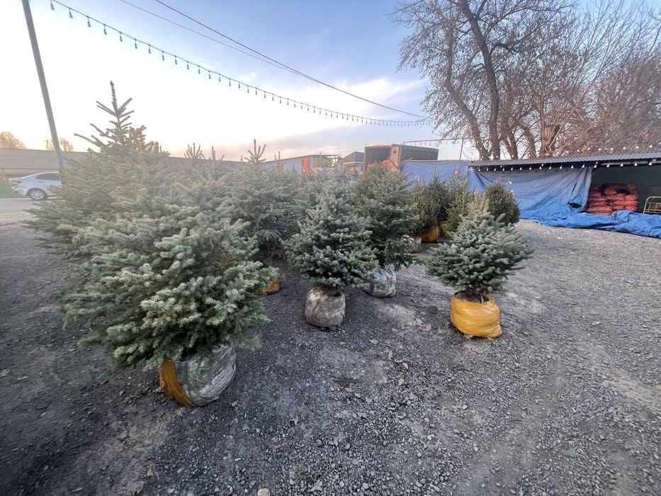 Ель голубая