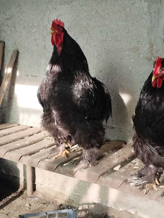 Cocosi cochinchina urias