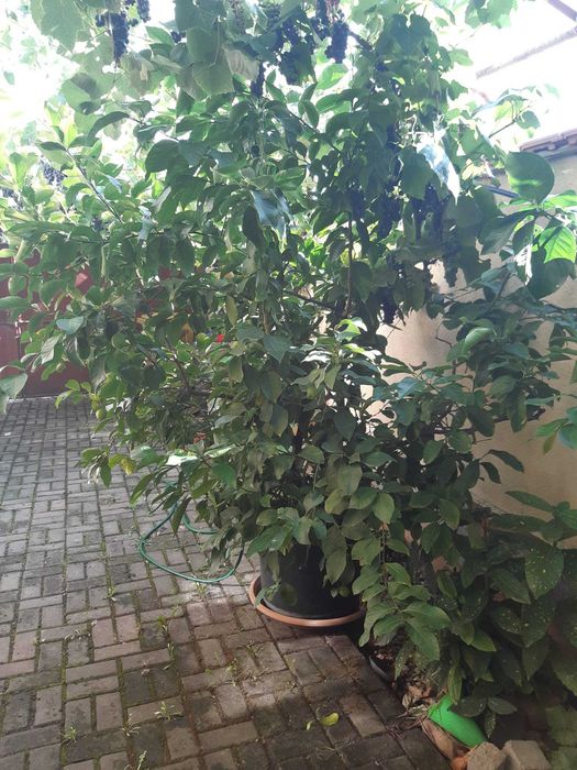 Pomi de vânzare (plus plante purificatoare de aer)