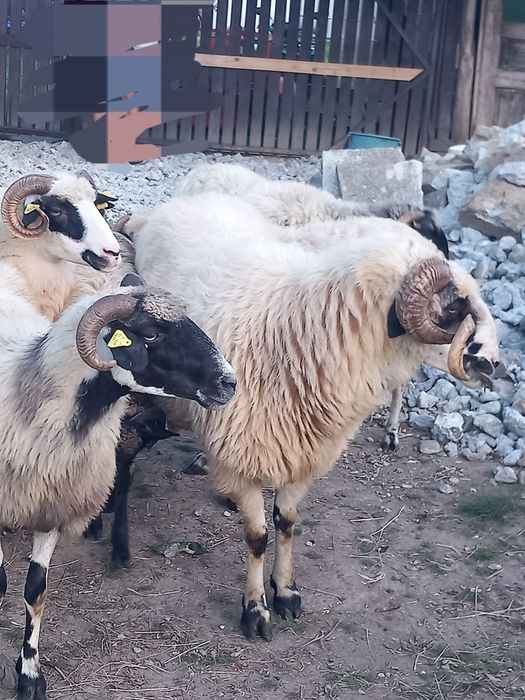 Vand 6 oi jienesti plus berbec
