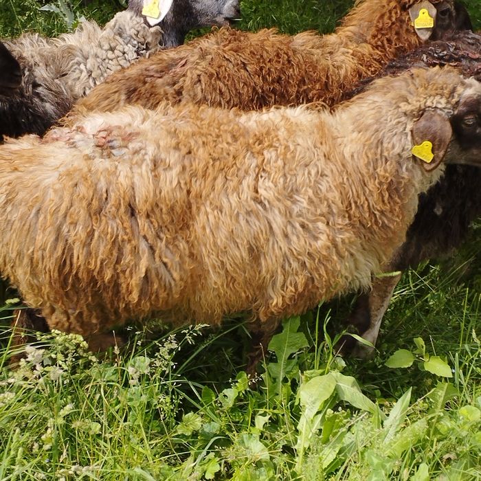 Продам баранов от 35 ,,до 42