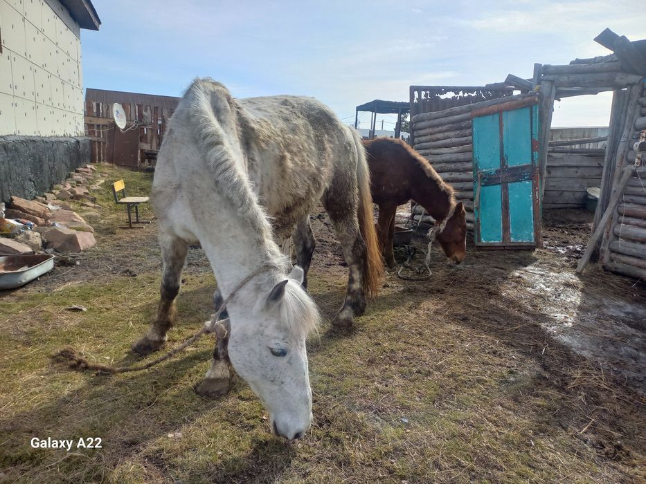 Бие, тай сатылады