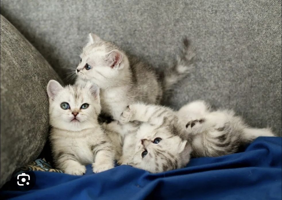 Чистокровные Британские котята