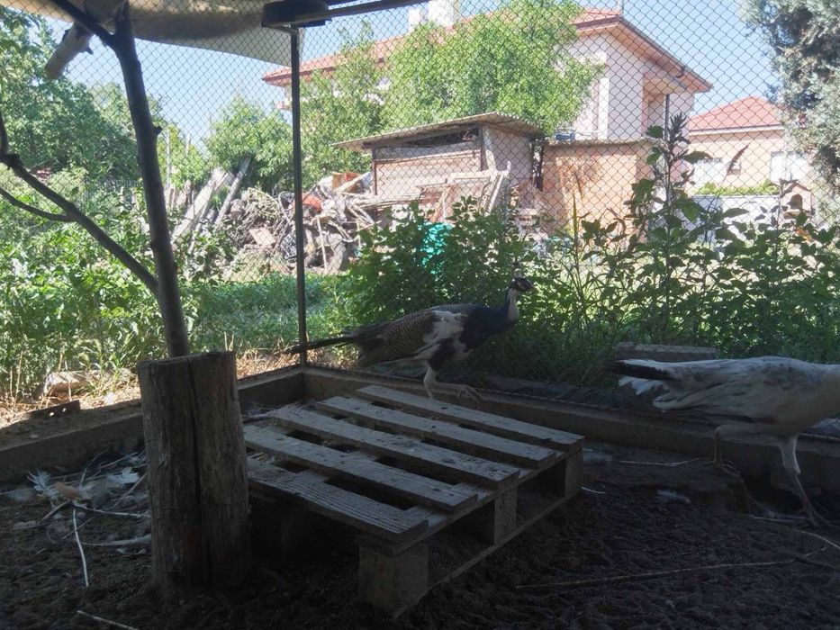 Продавам пауни 4-годишни