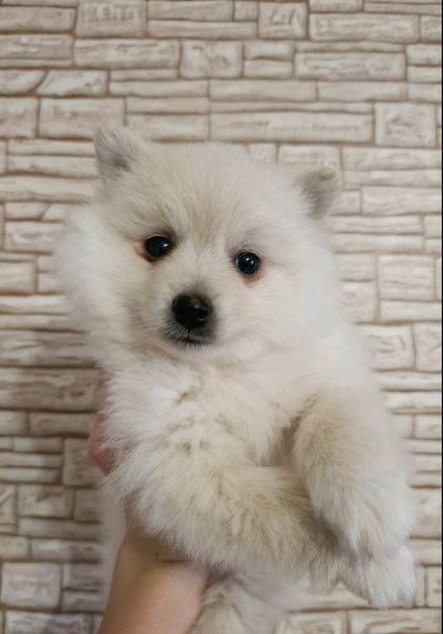 Среден немски шпиц