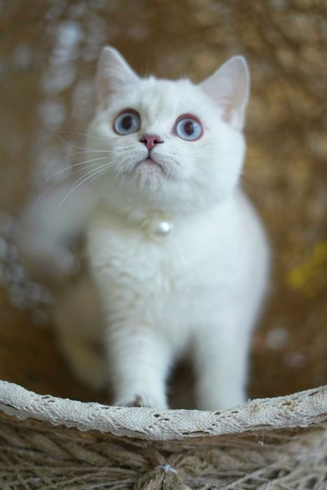 Котята шиншилла голубоглазая