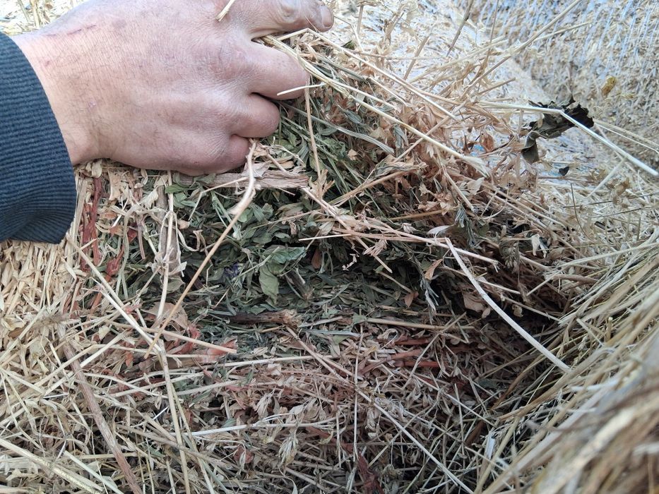 Baloți de lucernă.