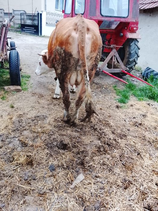 Vînd vaca cu lapte