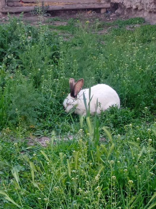 Velikan quyon sotiladi