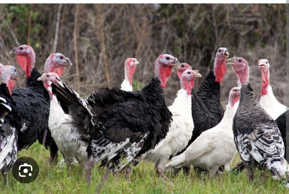 Дамашни  Курка  семиз Янги йилбоб