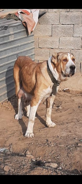 Алабай күшіктер 3-ұрғашы тяж