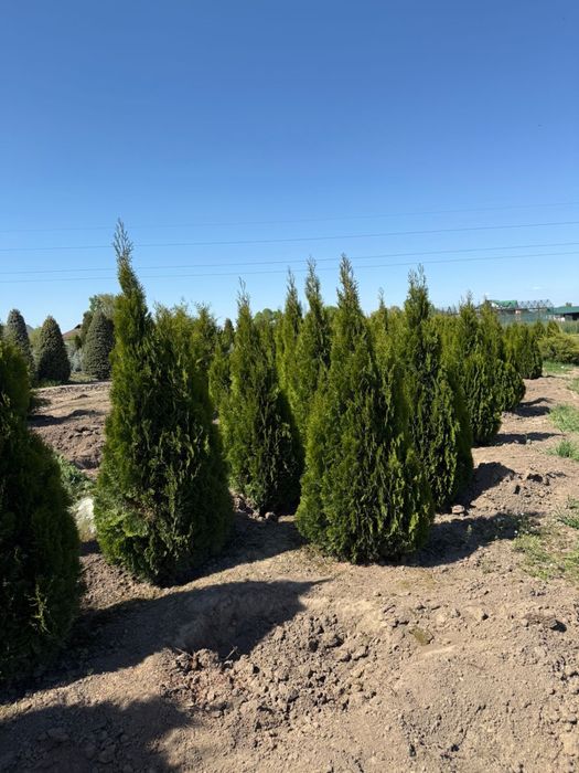 Туя Смарагд (Thuja Smaragd)