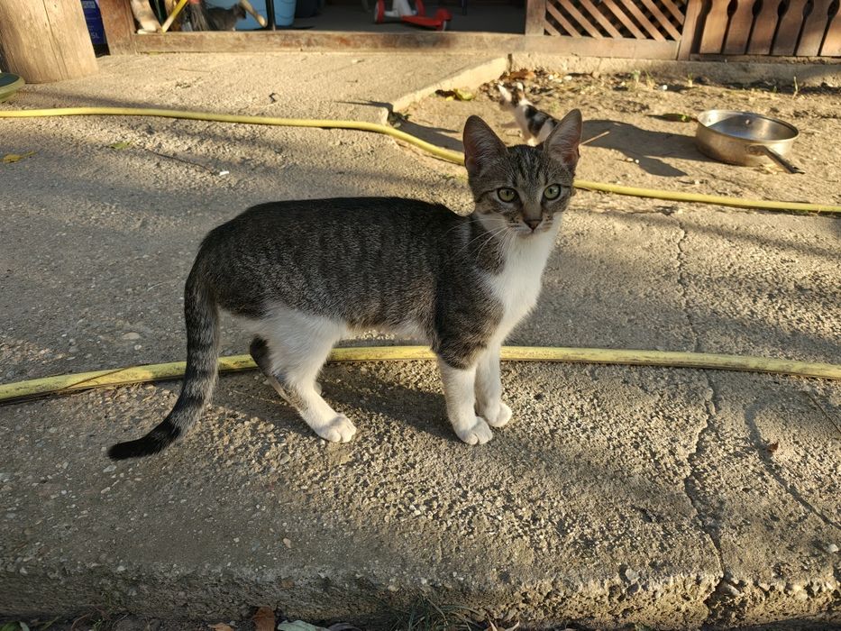Pisicute blande pentru adoptie
