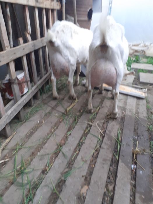 Capre sannen cu lapte fără miros