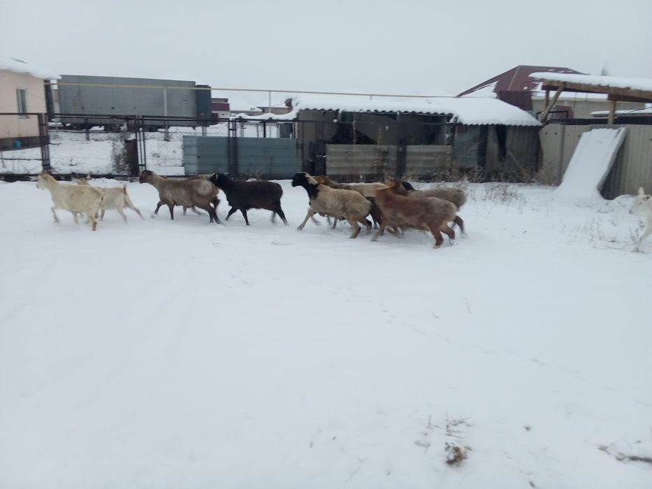 8 бас токты кошкар