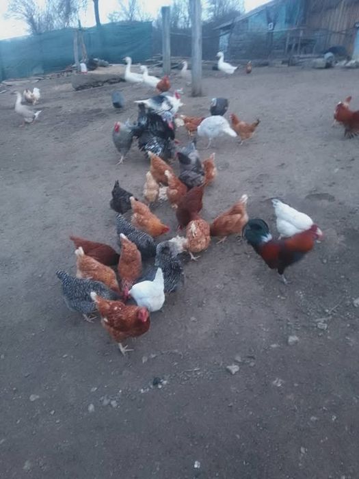 Oua de incubat curca