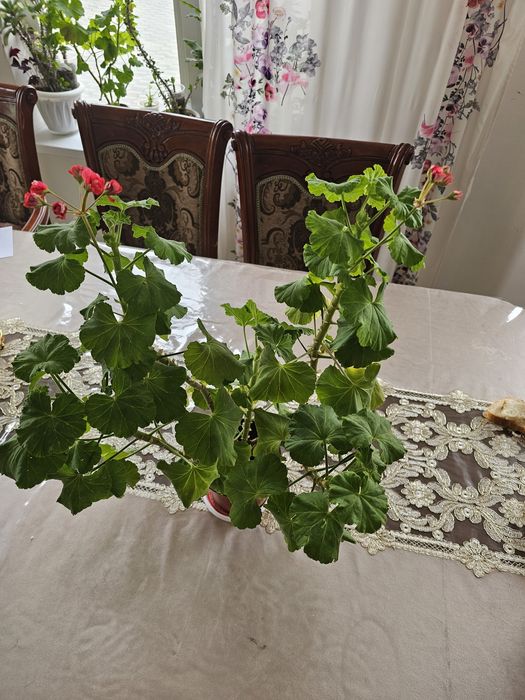 Фикус и другие цветы