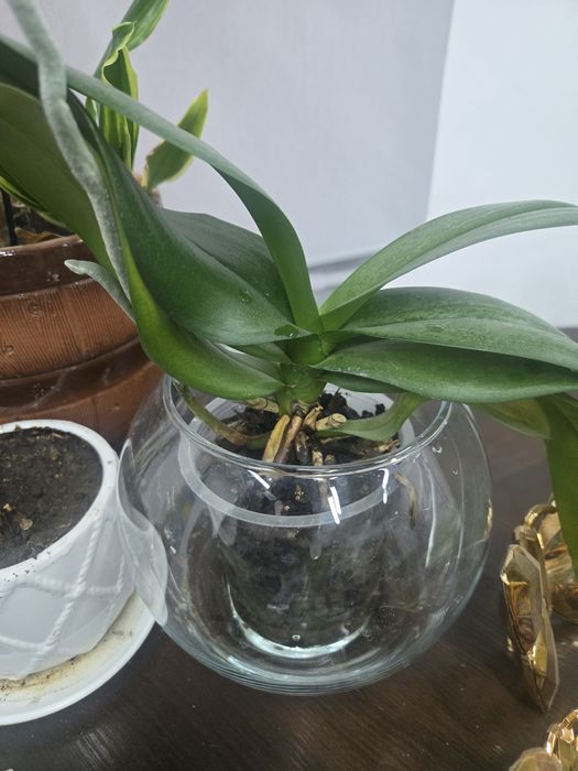 Продам   орхидею