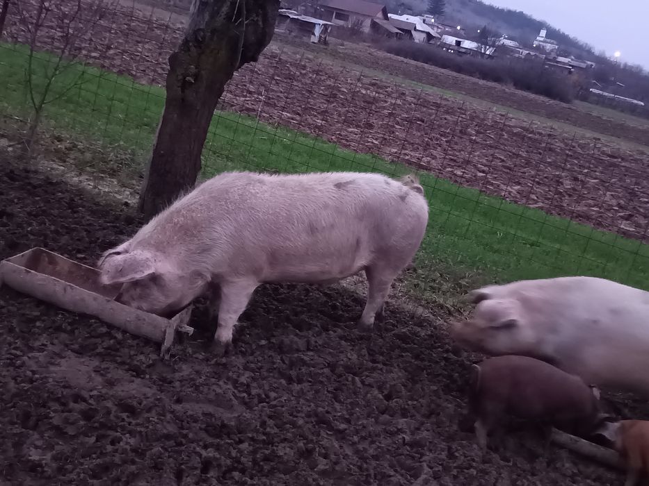 Vând baloți de paie