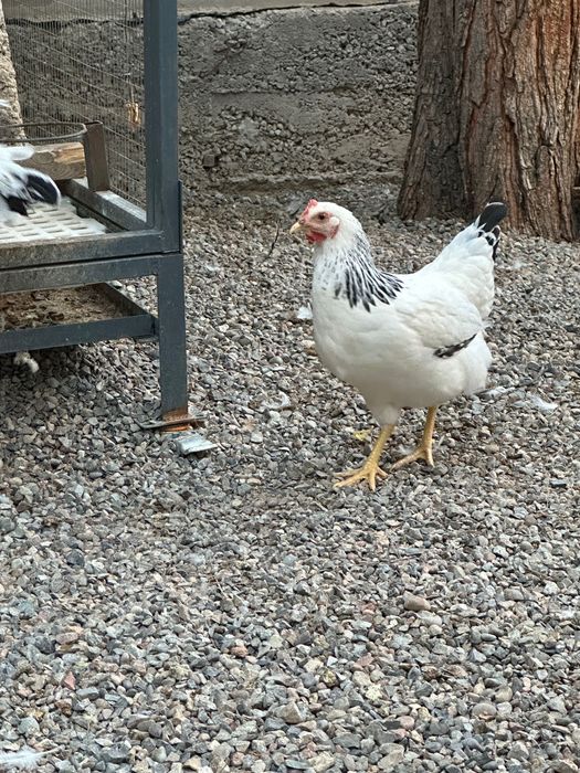 Adler tovuq va xorozlar sotiladi