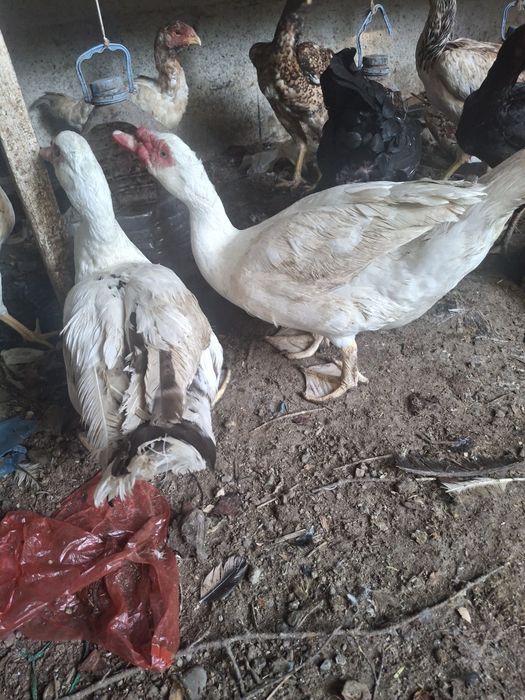 Индоутка қораздары. Обмен.