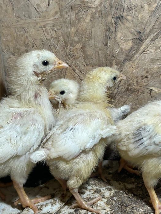 цыплята Адлер 10 дней