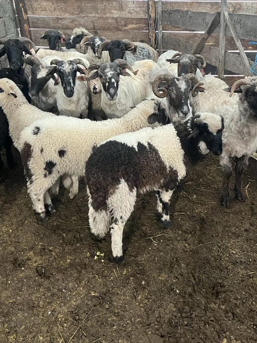 Vand miei  pentru masa de Paste