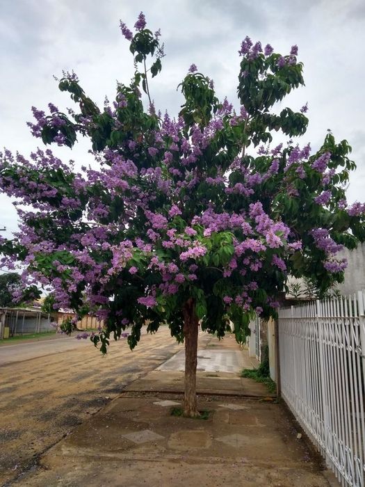 Salcam parfumat diferite culori : galben , rosu , roz , alb , mov