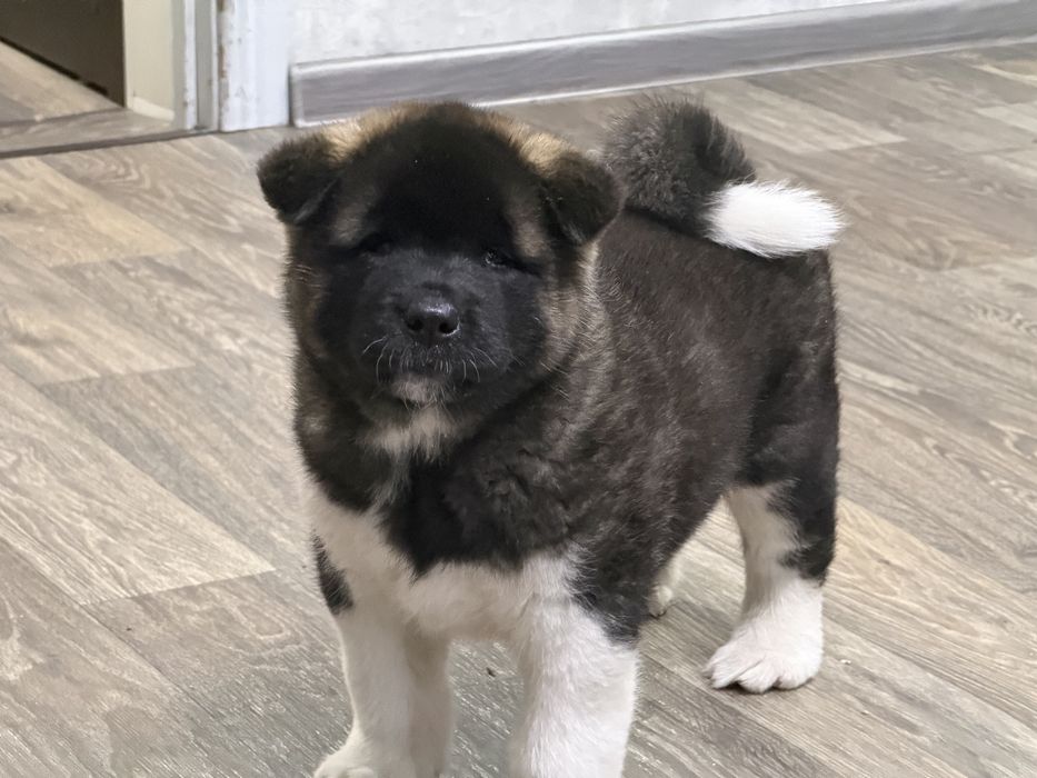 Американская Акита