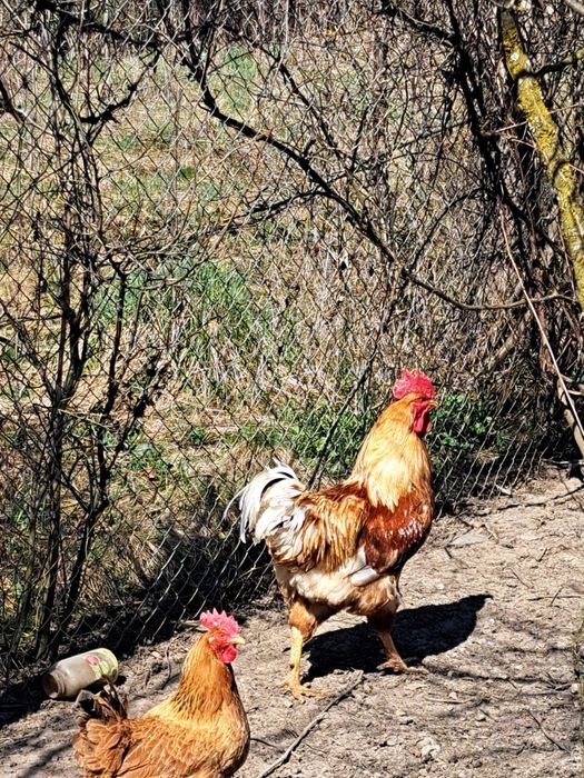 Cocosi crescuti la tara