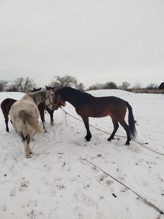 Продам жеребца 5 лет