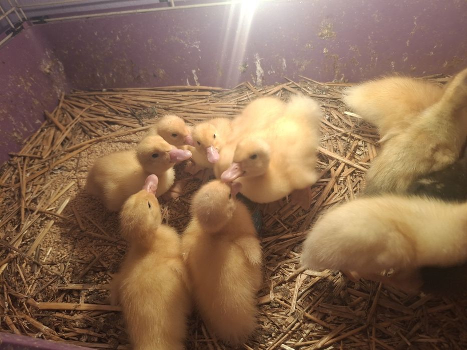 Vând boboci de rață