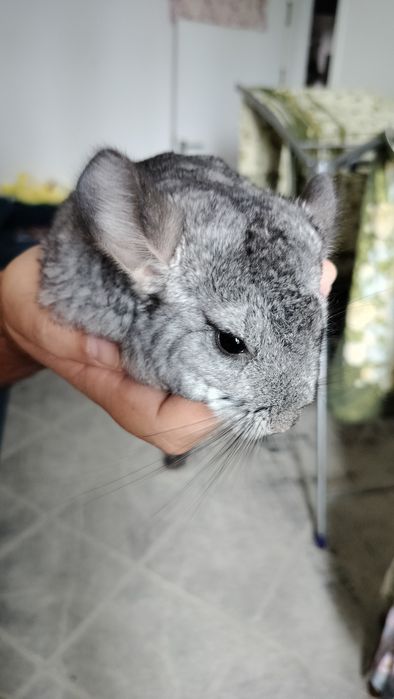 Шиншиллы маленькие