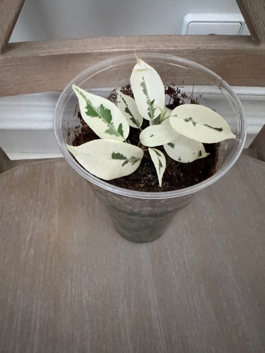 Фикус бенджамина Блэк Даймонд,гантель,эльдорадо,триангулярисвайтмарджи