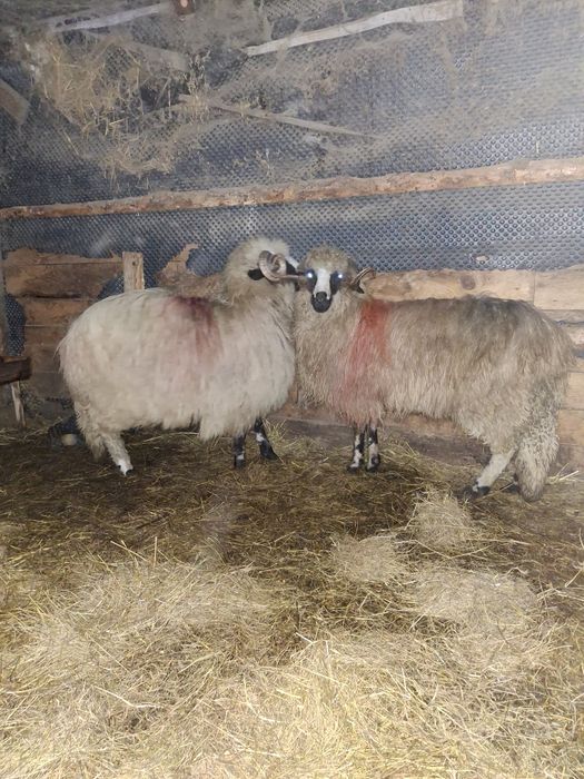 Vând 2 noatinii sau schimb pe oii