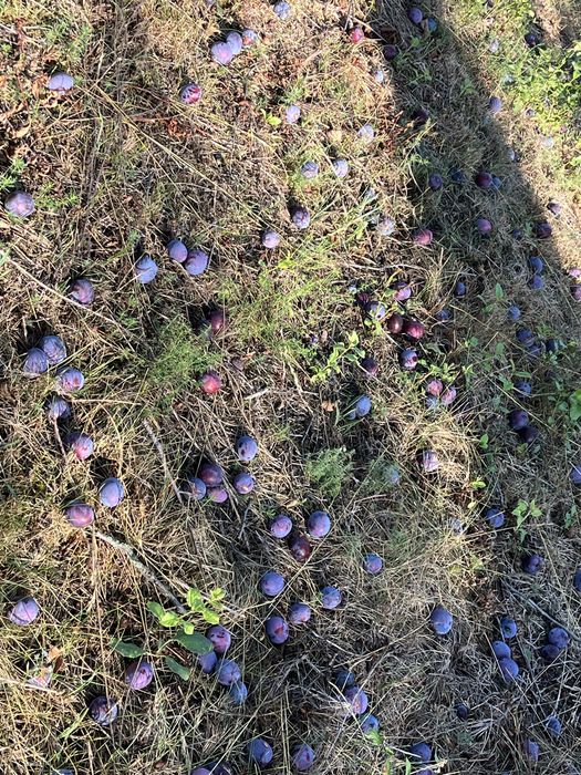 Prune de țuică bine coapte, randament maxim