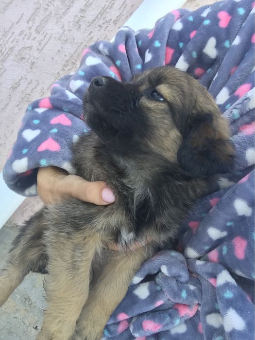 Отдам щенят бесплатно !