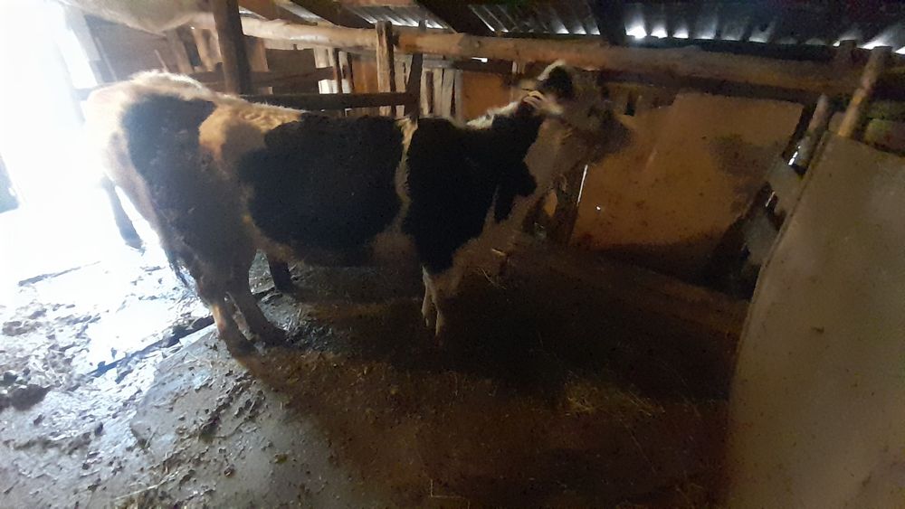 2 тёлки породистые