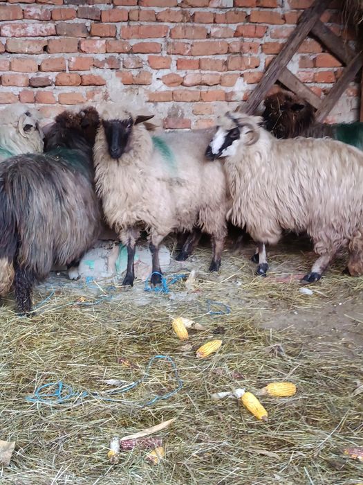 Oi de vânzare mioare și strămioare