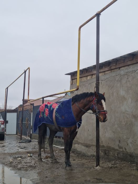 Жылқы мен серуендеу