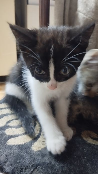 Котик маскарадный мальчик 2.5 месяца