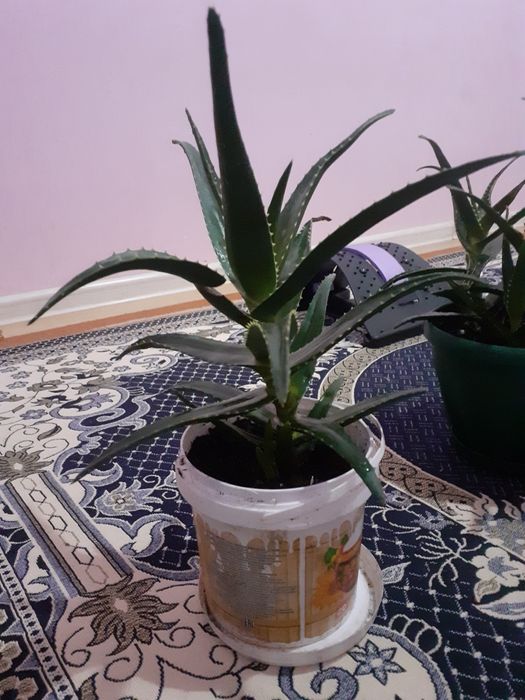 Алоэ                             .