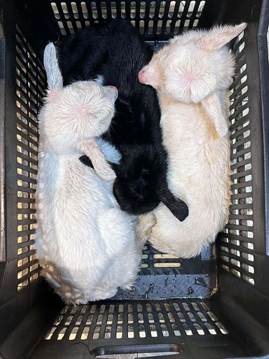 Iezi saanen si metisi