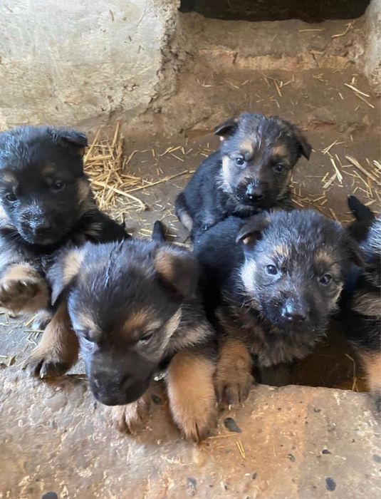 Щенки овчарки.