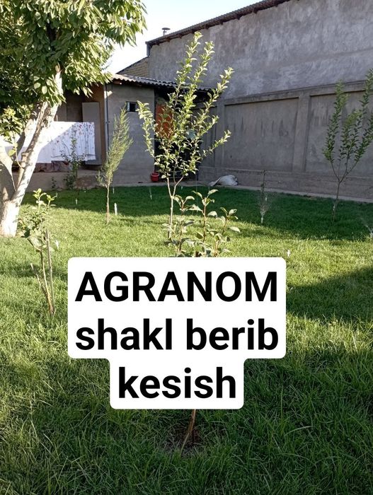 Daraxt abrezka sadovnik kesish