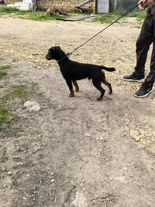 Мъжки Яктериер с  рудословие